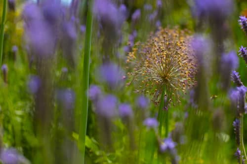 Allium through Lavender | Photography by Caroyl La Barge›. Item compatible with contemporary and country & farmhouse style
