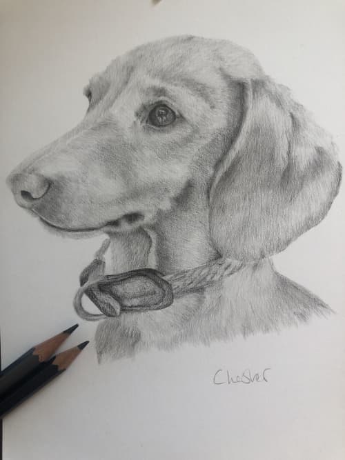 Pet Portrait | Drawings by Lottie Anderson Studio. Item composed of paper