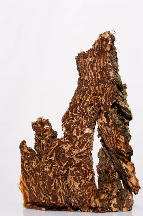 The Ruins of the Forest | Decorative Objects by Raulferc