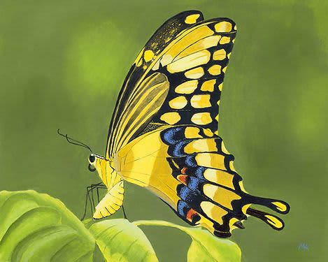 Yellow Butterfly - Original Oil Painting on Canvas | Oil And Acrylic Painting in Paintings by Michelle Keib Art. Item composed of canvas