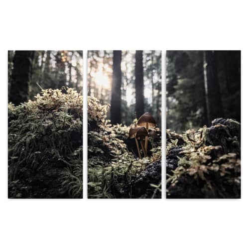 Mushrooms | Triptych | Fine Art Print | Photography by Jess Ansik. Item composed of canvas and aluminum in boho or country & farmhouse style