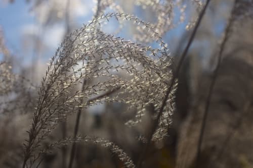 Sun through Pampas Grass | Photography by Caroyl La Barge›. Item works with contemporary & country & farmhouse style