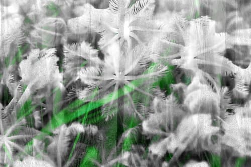 BIOPHILIA 2 | Prints by Costas Picadas. Item made of paper & synthetic
