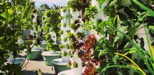 LA Urban Farms - Plants & Flowers and Planters & Garden