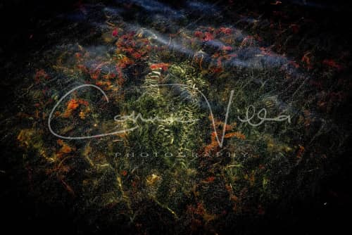 Connie Villa - Photography and Prints