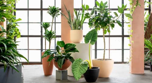 Greenery Unlimited - Planters & Garden and Tableware
