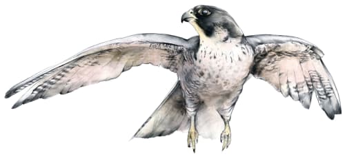 Kareena Zerefos - Paintings and Art