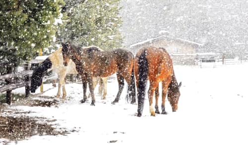 Lu Anne Tyrrell Art + - Photography and Prints