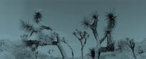 Renee Torres - Photography and Art