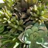 Succulent Arrangement | Floral Arrangements by Fleurina Designs