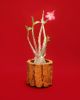 Adenium Obesum | Vase in Vases & Vessels by COM WORK STUDIO | Tula Plants & Design in Brooklyn. Item composed of ceramic