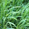 Arapahoe Grass | Photography by John Boak | CoBank in Greenwood Village