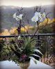 Orchid Design | Floral Arrangements by Fleurina Designs
