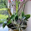 Flower Arrangement | Floral Arrangements by Fleurina Designs. Item made of synthetic