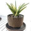 Pot planted with Sansevieria royal crown plan | Vase in Vases & Vessels by COM WORK STUDIO. Item composed of ceramic