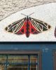 Moth/Butterfly Mosaic | Public Mosaics by Josie Lewis Art