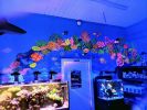 Underwater Sea Mural | Murals by Christine Crawford | Christine Creates | Palmetto Reef in West Columbia