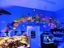 Underwater Sea Mural | Murals by Christine Crawford | Christine Creates | Palmetto Reef in West Columbia. Item composed of synthetic