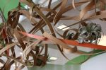 Flavor Jungle | Sculptures by Art of Plants and Elliptic Designs | 16 Handles in Brooklyn. Item made of oak wood
