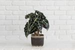 6" Alocasia Poly + Planter Basket | Vases & Vessels by NEEPA HUT. Item made of wood with fiber