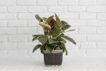 6" Tineke Rubber Plant + Basket | Planter in Vases & Vessels by NEEPA HUT. Item made of wood