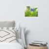 Asiatic Dayflower Floral Nature Photo Wall Art Print | Photography by PIPA Designs