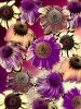 FB's Coneflowers Photomontage - 5 versions | Photography by Joanie Landau