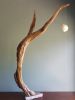 Driftwood Sculpture "Eternal Fruit" | Sculptures by Sculptured By Nature  By John Walker. Item composed of wood in minimalism style