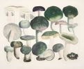 Mushroom Decor, Cool Earth Tone Mushroom Art Print, Kitchen | Prints by Capricorn Press. Item composed of paper in boho or minimalism style