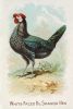 Vintage Hen Print Set of 2, Vintage Farmhouse Chicken Art | Prints by Capricorn Press. Item composed of paper in boho or minimalism style