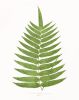 Fern Print Set, Fern Prints set of 4, set of 4 fern prints | Prints by Capricorn Press. Item composed of paper in boho or minimalism style