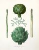 Vintage Farmhouse Kitchen Art with vegetables, Artichoke and | Prints by Capricorn Press. Item composed of paper in boho or minimalism style
