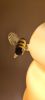 Bee Hive Lamp | Pendants by Sunshine Glass Gifts. Item composed of glass