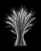 EXPOSED AUTUMN — WHEAT BUNDLE | Decorative Objects by Exposedart