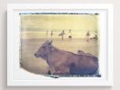 Surf Cow | Photography by She Hit Pause. Item composed of paper