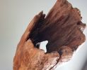 Driftwood Sculpture "Alphorn" with Marble Base | Sculptures by Sculptured By Nature  By John Walker. Item made of wood works with minimalism style