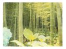 In a Japanese Forest | Photography by She Hit Pause. Item made of paper