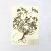 Vintage Pressed Botanical #10 | Pressing in Art & Wall Decor by Farmhaus + Co.