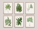 Fern Print Set, Farmhouse set of 6 fern prints, Cottagecore | Prints by Capricorn Press. Item composed of paper compatible with boho and country & farmhouse style