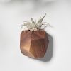 GEORGIA Walnut Air Plant Holder | Planter in Vases & Vessels by Untitled_Co