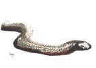 Red Bellied Black Snake | Prints by Brazen Edwards Artist. Item composed of canvas and paper