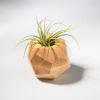 GEORGIA Maple Air Plant Holder | Planter in Vases & Vessels by Untitled_Co