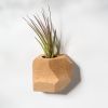 GEORGIA White Oak Air Plant Holder | Planter in Vases & Vessels by Untitled_Co