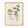 Farmhouse Botanical Print Set, Set of 4 botanical prints | Prints by Capricorn Press. Item composed of paper compatible with boho and country & farmhouse style
