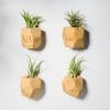 GEORGIA Pine Air Plant Holder | Planter in Vases & Vessels by Untitled_Co