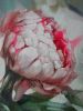Peony oil painting original art on canvas, Flowers oil | Oil And Acrylic Painting in Paintings by Natart. Item composed of canvas & synthetic compatible with contemporary style