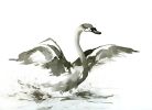 Cygnet | Prints by Brazen Edwards Artist. Item made of canvas with paper
