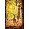 Photograph • Autumn Deer, Nature, Fall Leaves, Deer | Photography by Honeycomb. Item composed of metal and paper