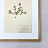 Vintage Pressed Botanical #7 | Pressing in Art & Wall Decor by Farmhaus + Co.