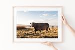 Contemporary "Brown Cow" fine art photography print | Photography by PappasBland. Item composed of paper in contemporary or country & farmhouse style